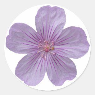 Adesivo Redondo Pineywoods Geranium nº 1