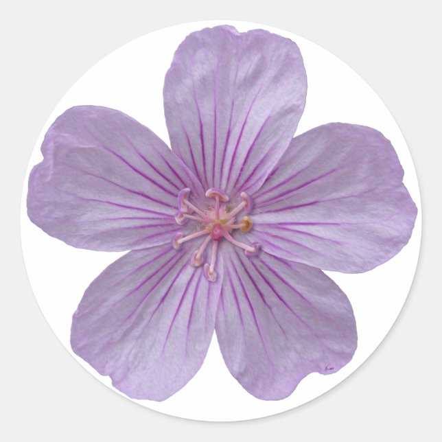 Adesivo Redondo Pineywoods Geranium nº 1 (Frente)
