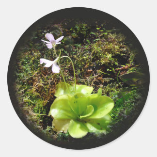 Adesivo Redondo Pinguicula reticulata