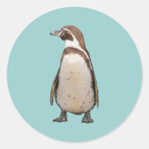 Adesivo Redondo Pinguim