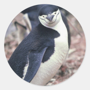 Adesivo Redondo Pinguim Ave Fofa Animal Preto Branco Água