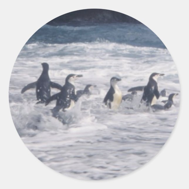 Adesivo Redondo Pinguins Chinstrap no surf de praia (Frente)