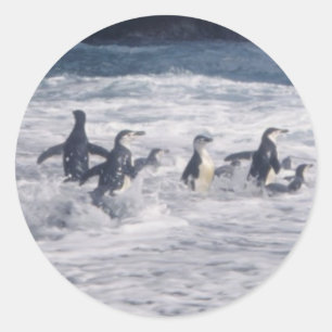 Adesivo Redondo Pinguins Chinstrap no surf de praia