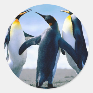 Adesivo Redondo Pinguins do Alasca