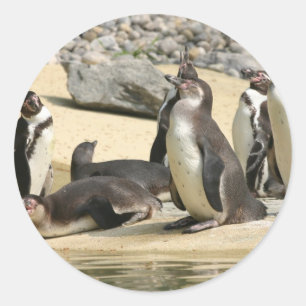 Adesivo Redondo Pinguins Humboldt
