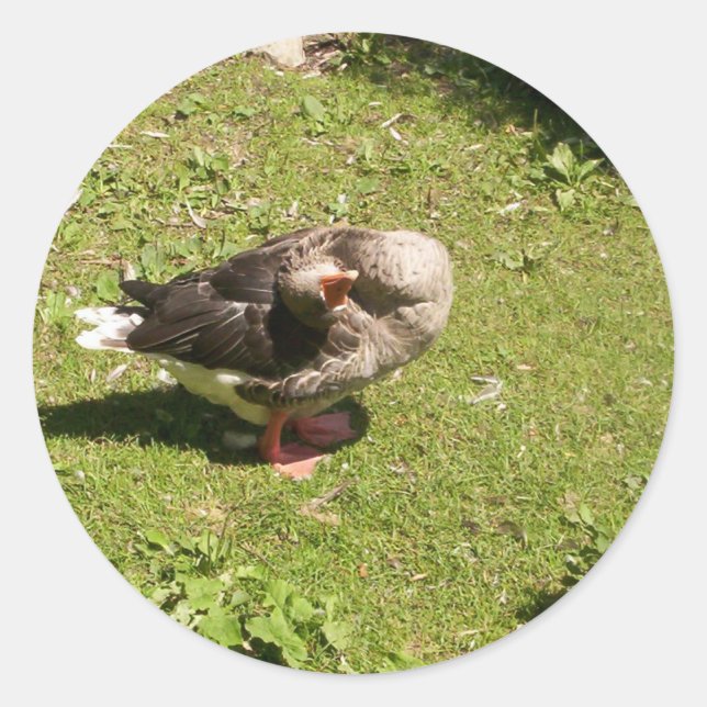 Adesivo Redondo Pinheiros gansos raivosos (Frente)