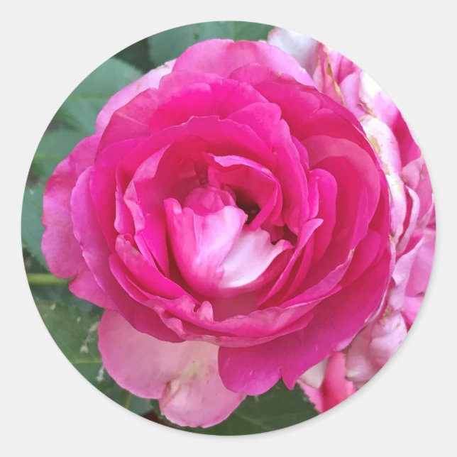 Adesivo Redondo Pinheiros Rosa Rosa Rosa Rosa Rosa Rosa (Frente)