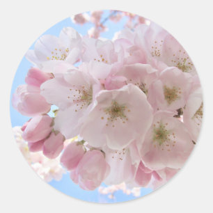 Adesivo Redondo Pink Blossoms Blue Sky.