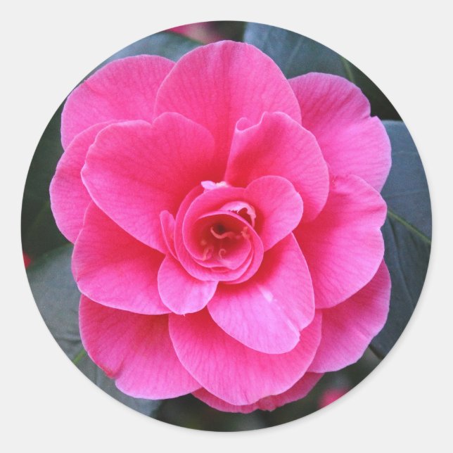 Adesivo Redondo Pink Camellia (Frente)