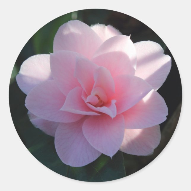 Adesivo Redondo Pink Camellia (Frente)