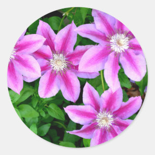 Adesivo Redondo Pink Clematis e wilégano