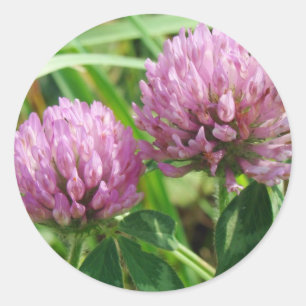 Adesivo Redondo Pink Clover Wildflower - Trifolium pratense