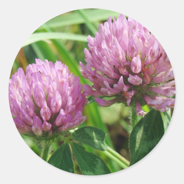Adesivo Redondo Pink Clover Wildflower - Trifolium pratense (Frente)