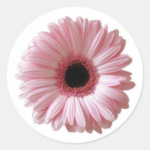 Adesivo Redondo Pink Daisy Gerbera