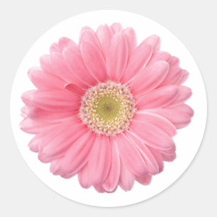 Adesivo Redondo PINK DAISY Solteiro Flor Branco Fundo P06A