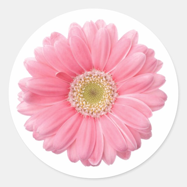 Adesivo Redondo PINK DAISY Solteiro Flor Branco Fundo P06A (Frente)