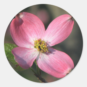 Adesivo Redondo Pink Dogwood Bloom