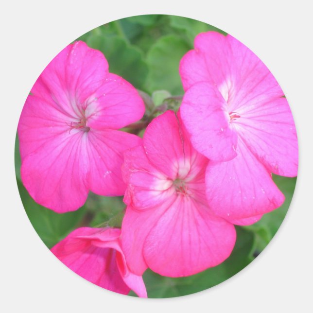 Adesivo Redondo Pink Geraniums Sticker (Frente)