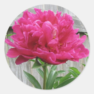Adesivo Redondo Pink Peony
