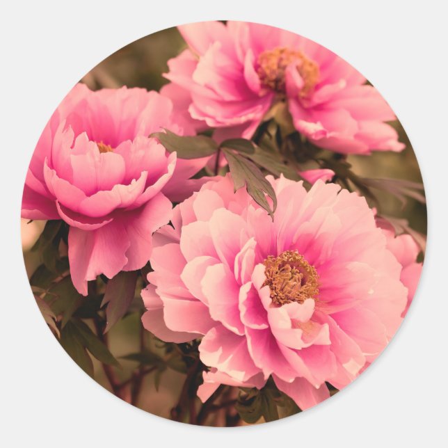 Adesivo Redondo Pink  Peony Flower (Frente)
