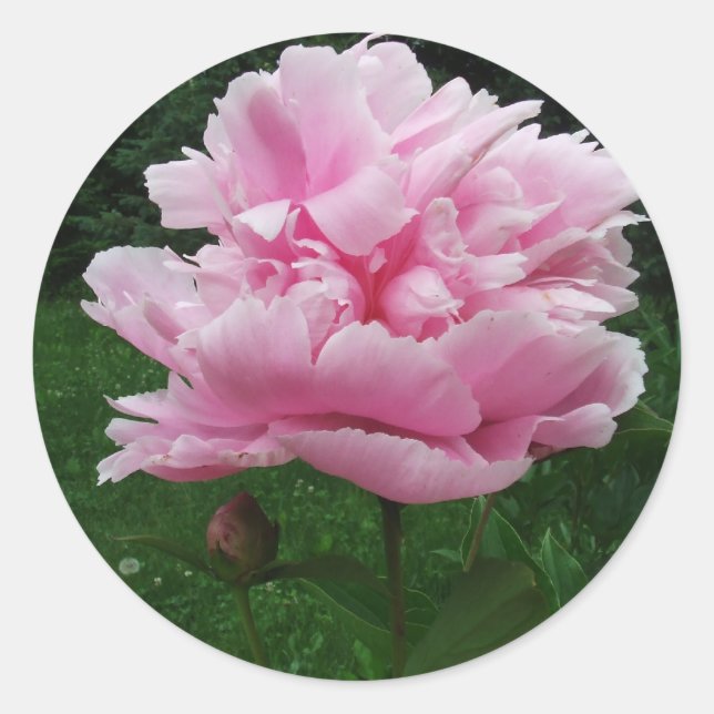 Adesivo Redondo Pink Peony Round Stickers (Frente)