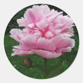 Adesivo Redondo Pink Peony Round Stickers