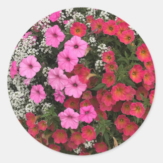 Adesivo Redondo Pink Petunia Flowers Springtime