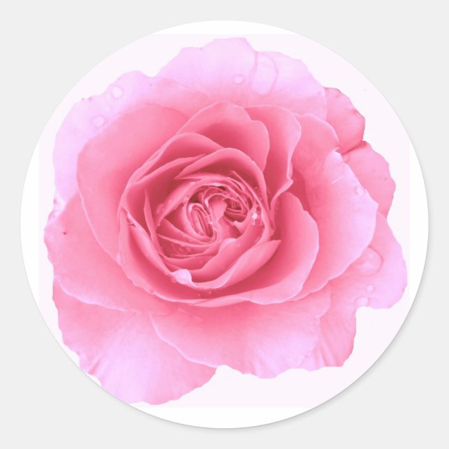 Adesivo Redondo Pink Rose Sticker (Frente)