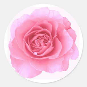 Adesivo Redondo Pink Rose Sticker