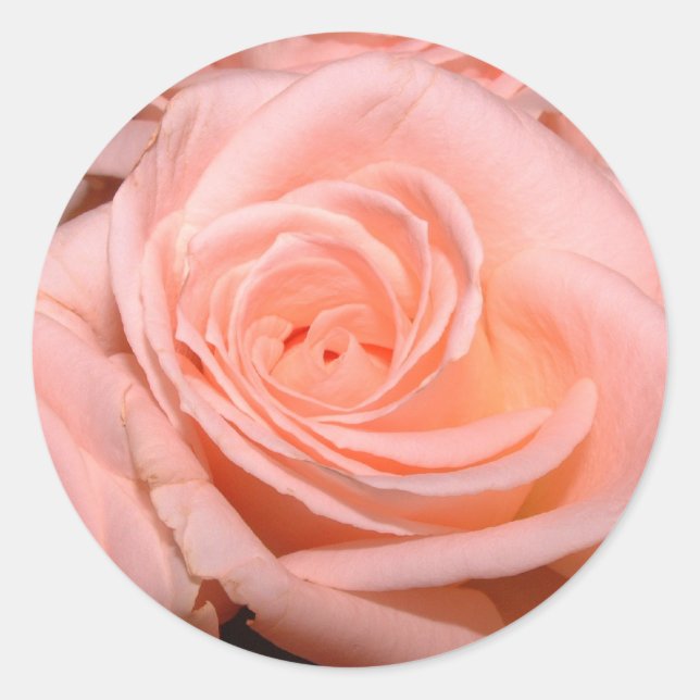 Adesivo Redondo Pink Rose Sticker (Frente)