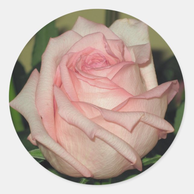 Adesivo Redondo Pink Rose Sticker (Frente)