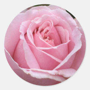 Adesivo Redondo Pink Rose Sticker