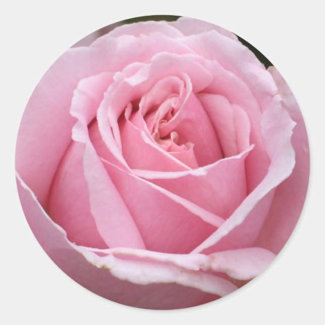 Adesivo Redondo Pink Rose Sticker (Frente)