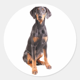 Adesivo Redondo pinscher bonito do doberman