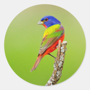 Adesivo Redondo Pintassilgo-de-bico-grosso (Passerina ciris) Macho