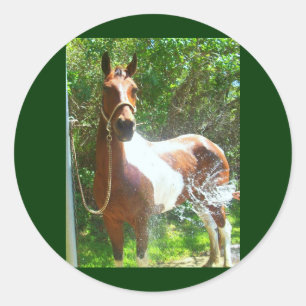 Adesivo Redondo Pinte o banho