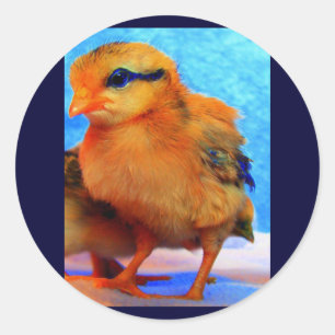 Adesivo Redondo Pintinho-A-Luz-páscoa