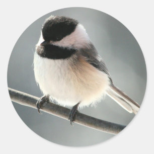 Adesivo Redondo Pintinhos doces