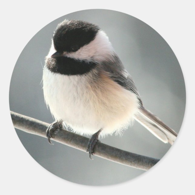 Adesivo Redondo Pintinhos doces (Frente)