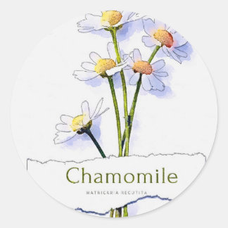 Adesivo Redondo Pintura a aquarela do Chamomile Vintage