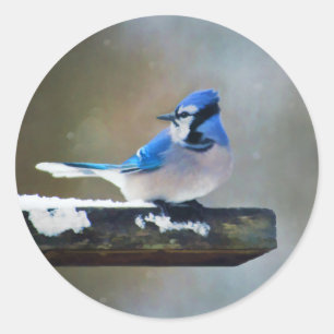 Adesivo Redondo Pintura Blue Jay - Arte Original para Pássaros