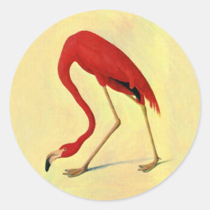 Adesivo Redondo Pintura em Flamingo Americano Audubon