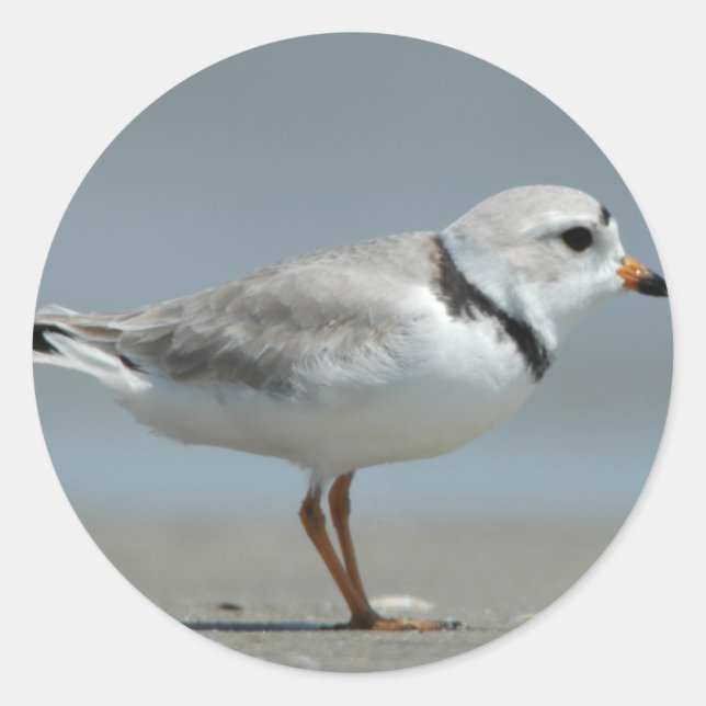 Adesivo Redondo Piping Plover (Frente)