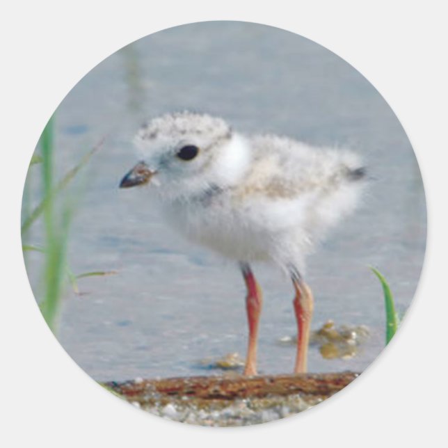Adesivo Redondo Piping Plover (Frente)