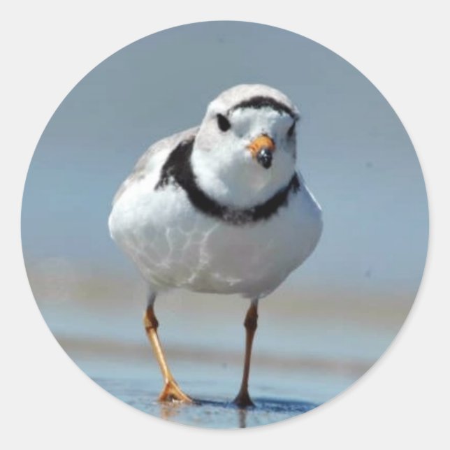 Adesivo Redondo Piping Plover (Frente)