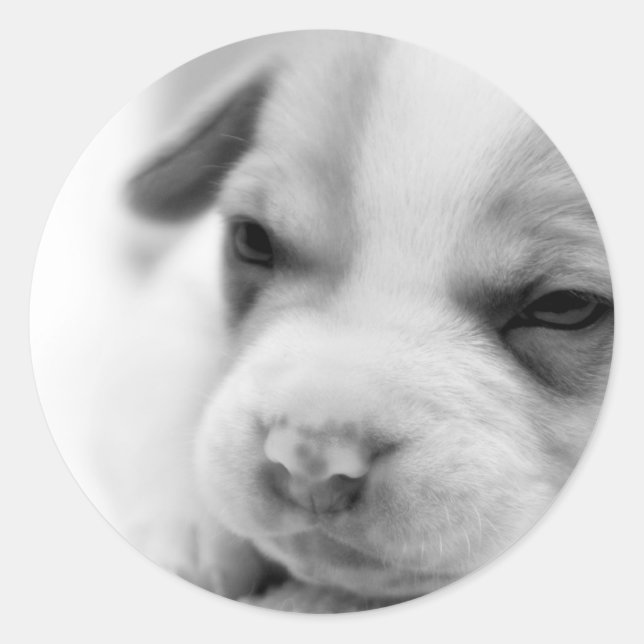 Adesivo Redondo Pit Puppy Sticker (Frente)