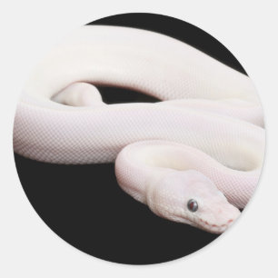 Adesivo Redondo Pitão da bola de Leucistic