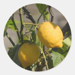 Adesivo Redondo Placa gráfica de limão espanhola