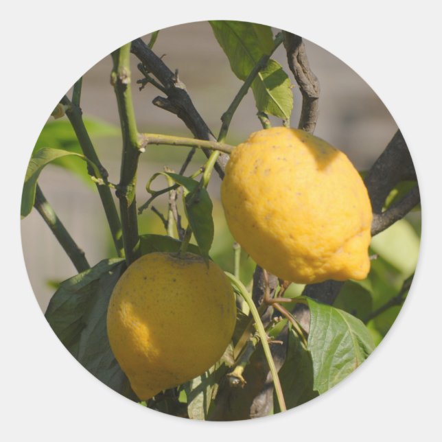 Adesivo Redondo Placa gráfica de limão espanhola (Frente)
