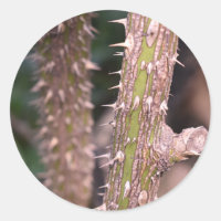 Plant Stem Thorns Nature Park Fotografia